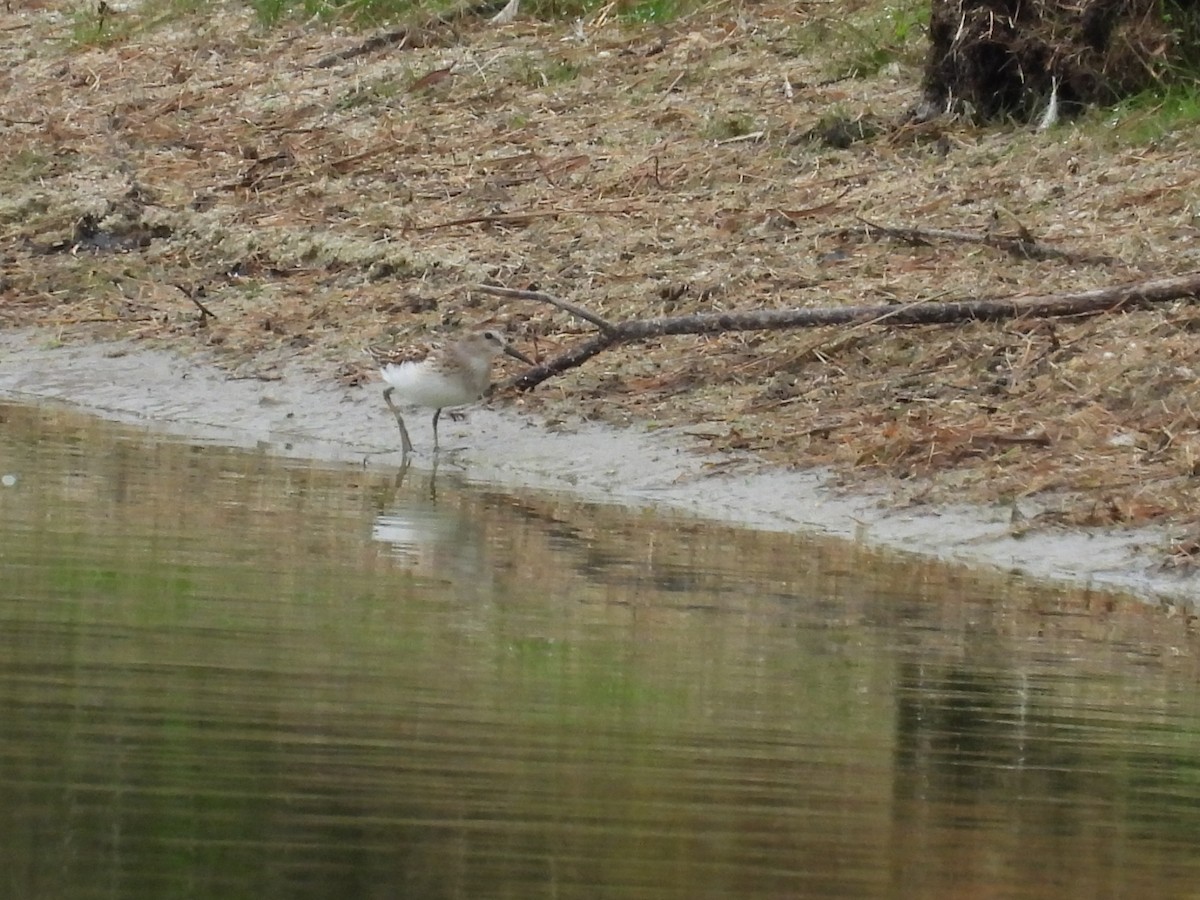 Least Sandpiper - ML641705896
