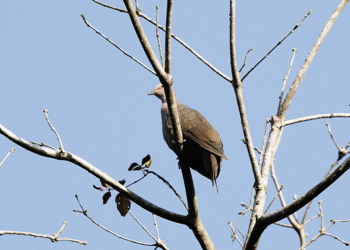 Short-billed Pigeon - ML641705926