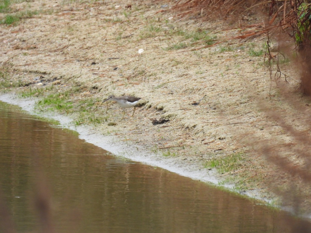 Spotted Sandpiper - ML641705960