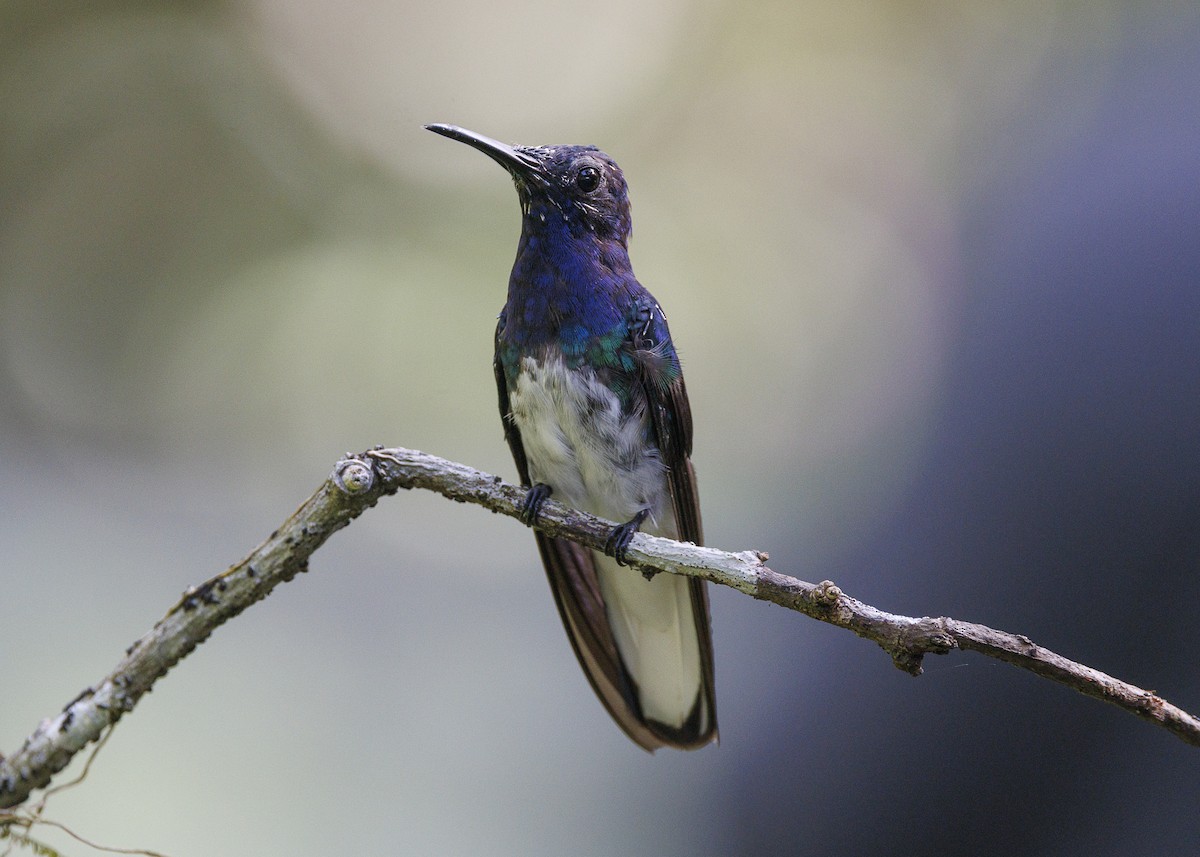 White-necked Jacobin - ML641706045