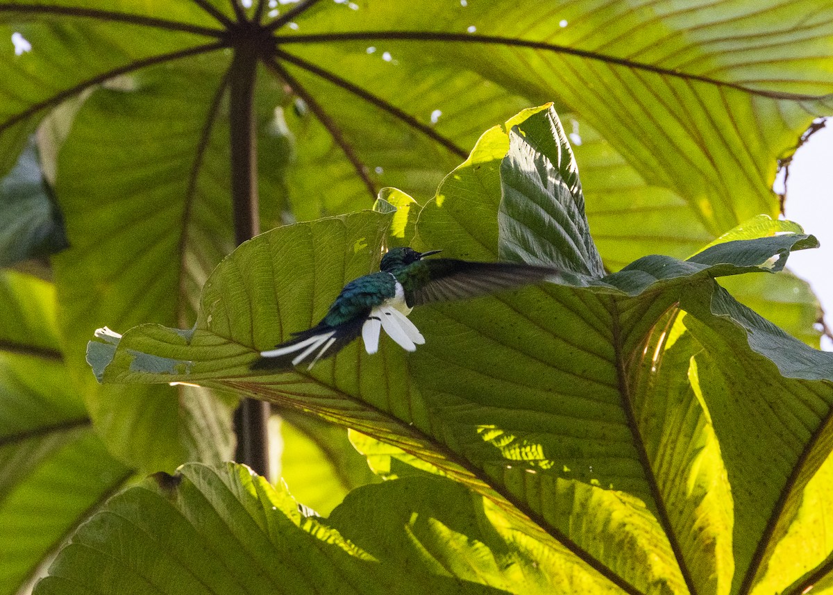 Purple-crowned Fairy - ML641706052