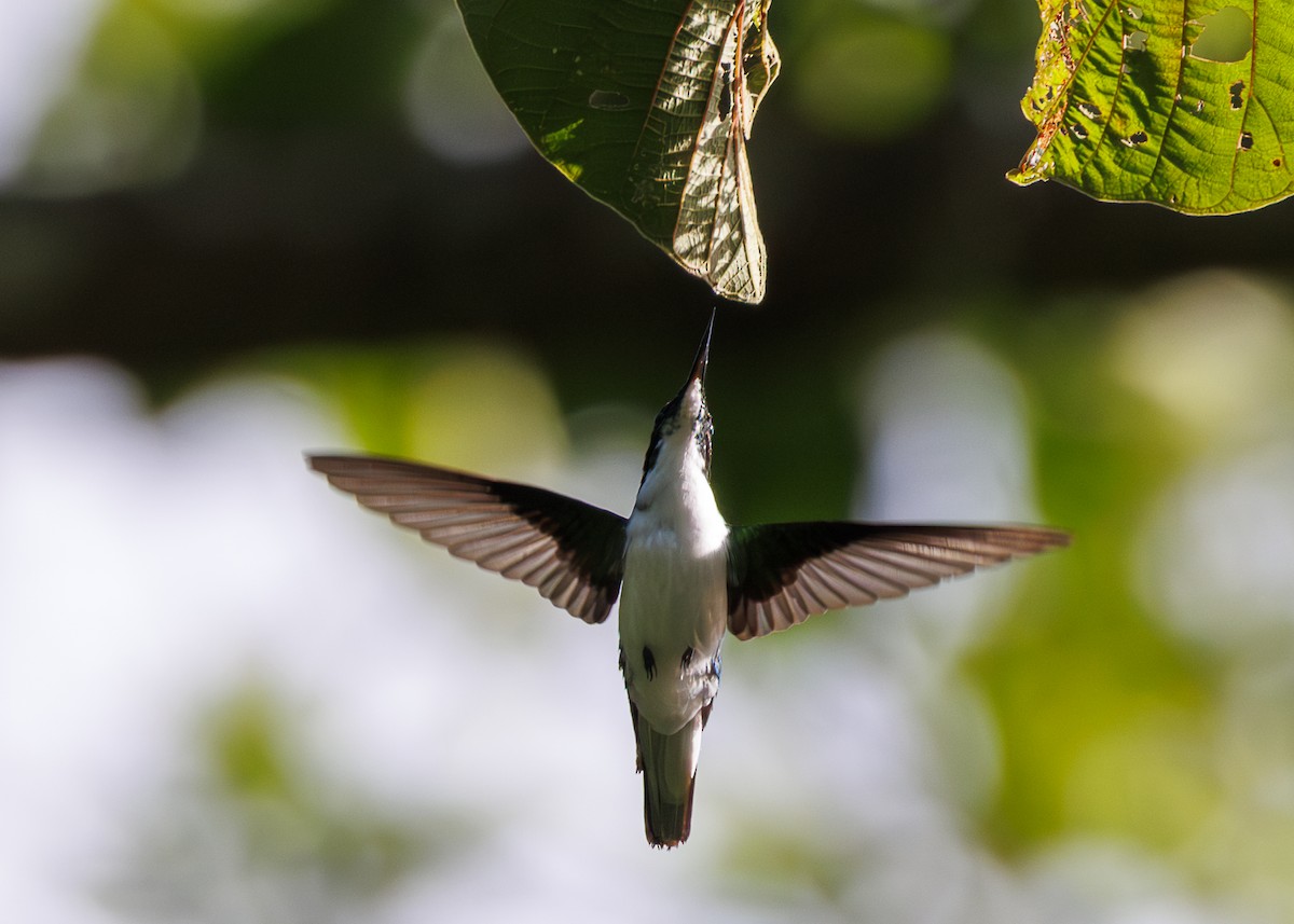 Purple-crowned Fairy - ML641706053