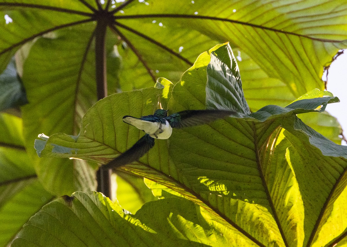 Purple-crowned Fairy - ML641706059