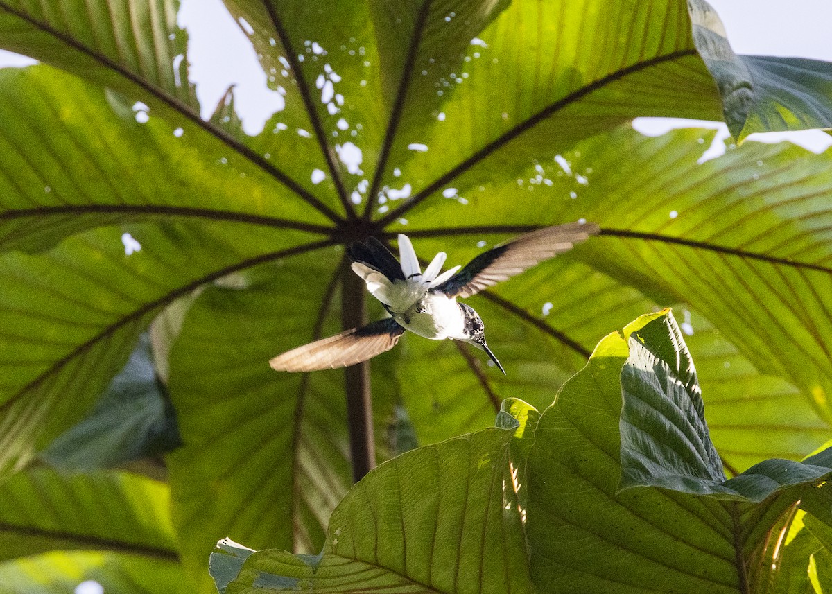 Purple-crowned Fairy - ML641706061