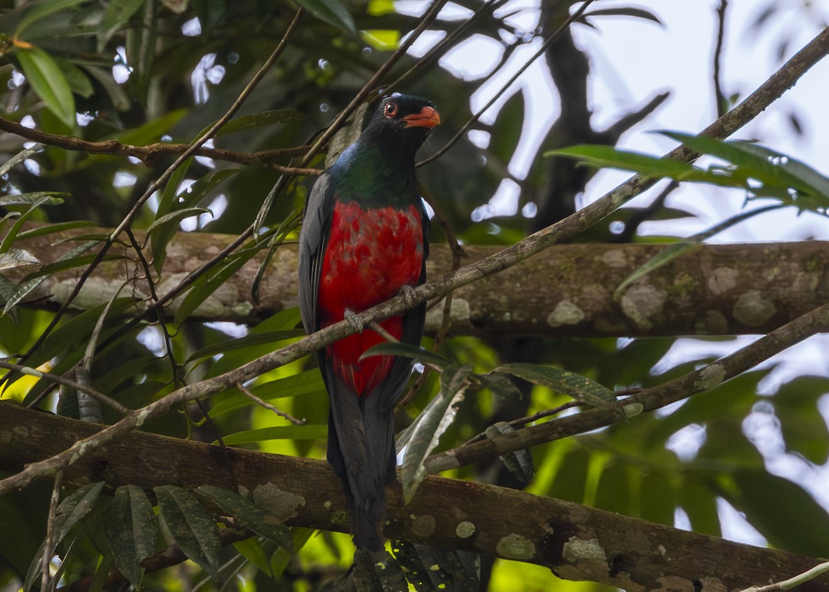 Slaty-tailed Trogon (Massena) - ML641706087