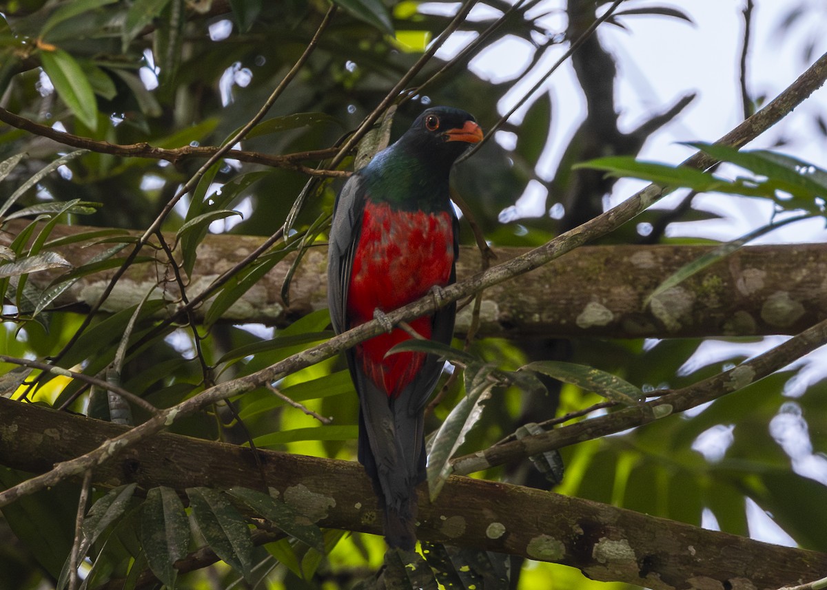 Slaty-tailed Trogon (Massena) - ML641706088