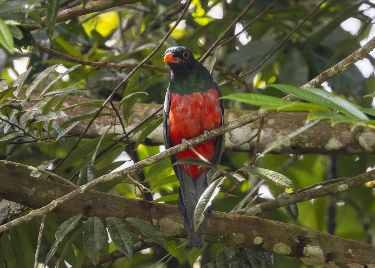 Slaty-tailed Trogon (Massena) - ML641706089