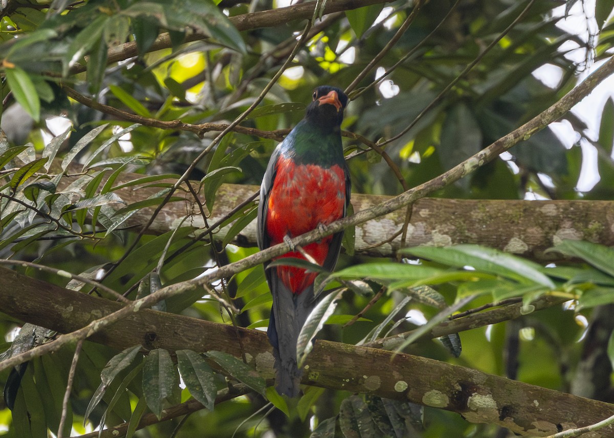 Slaty-tailed Trogon (Massena) - ML641706090