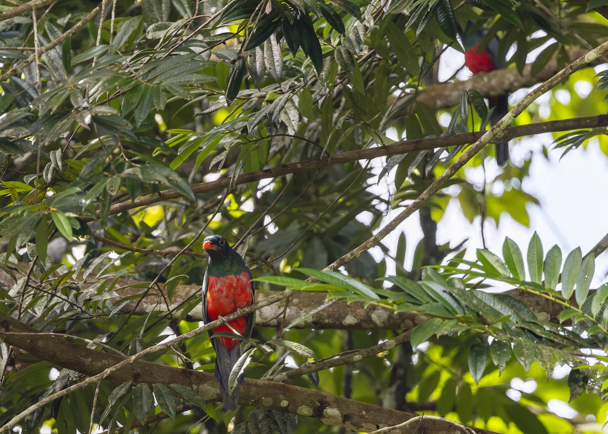 Slaty-tailed Trogon (Massena) - ML641706091