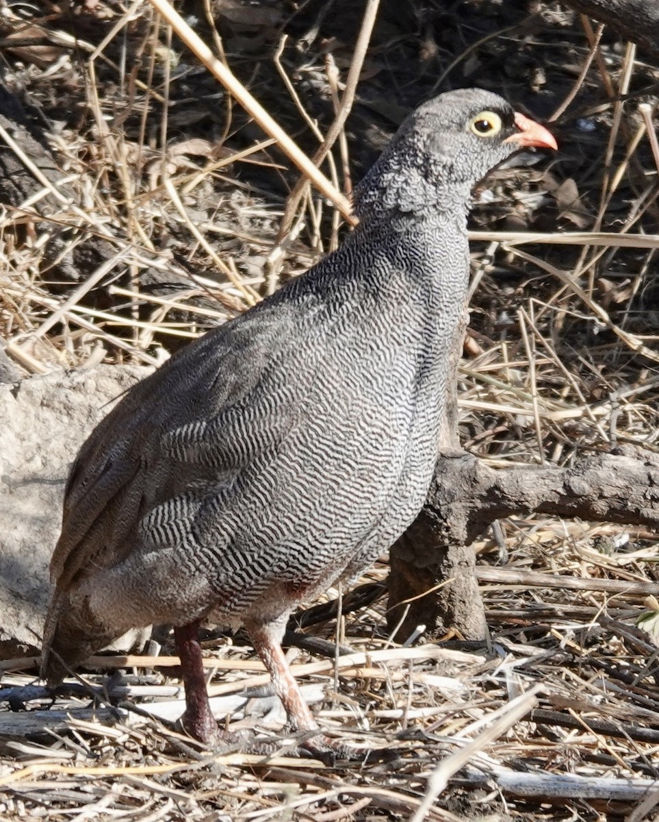 Red-billed Spurfowl - ML641706093