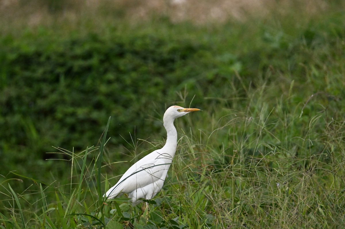 Western Cattle-Egret - ML641706095