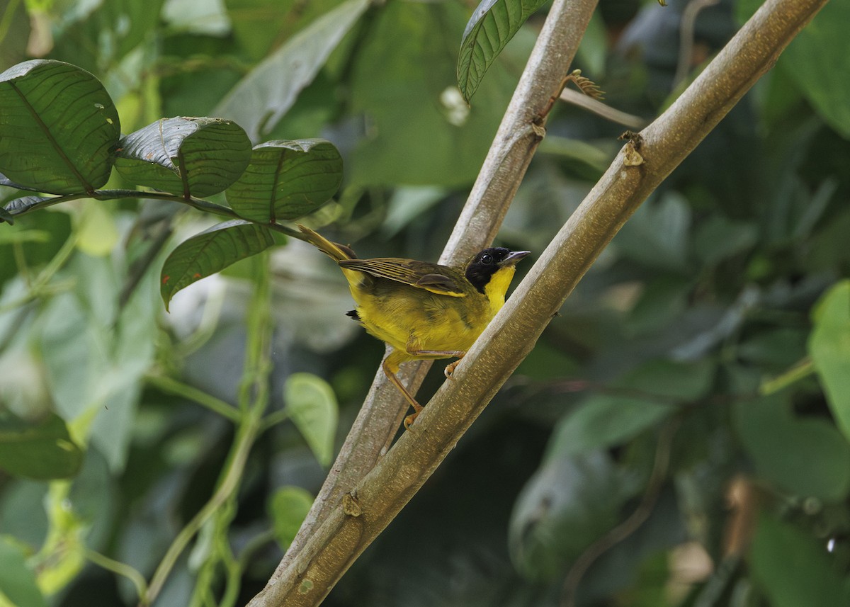 Olive-crowned Yellowthroat - ML641706140