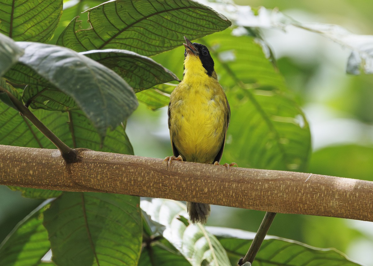Olive-crowned Yellowthroat - ML641706142