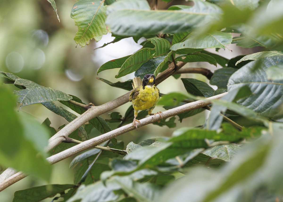 Olive-crowned Yellowthroat - ML641706153