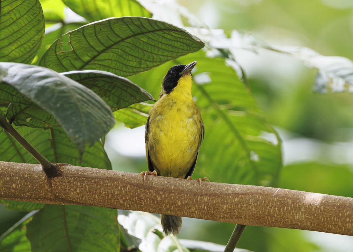 Olive-crowned Yellowthroat - ML641706154