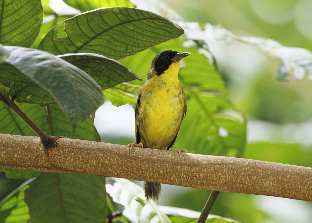 Olive-crowned Yellowthroat - ML641706155