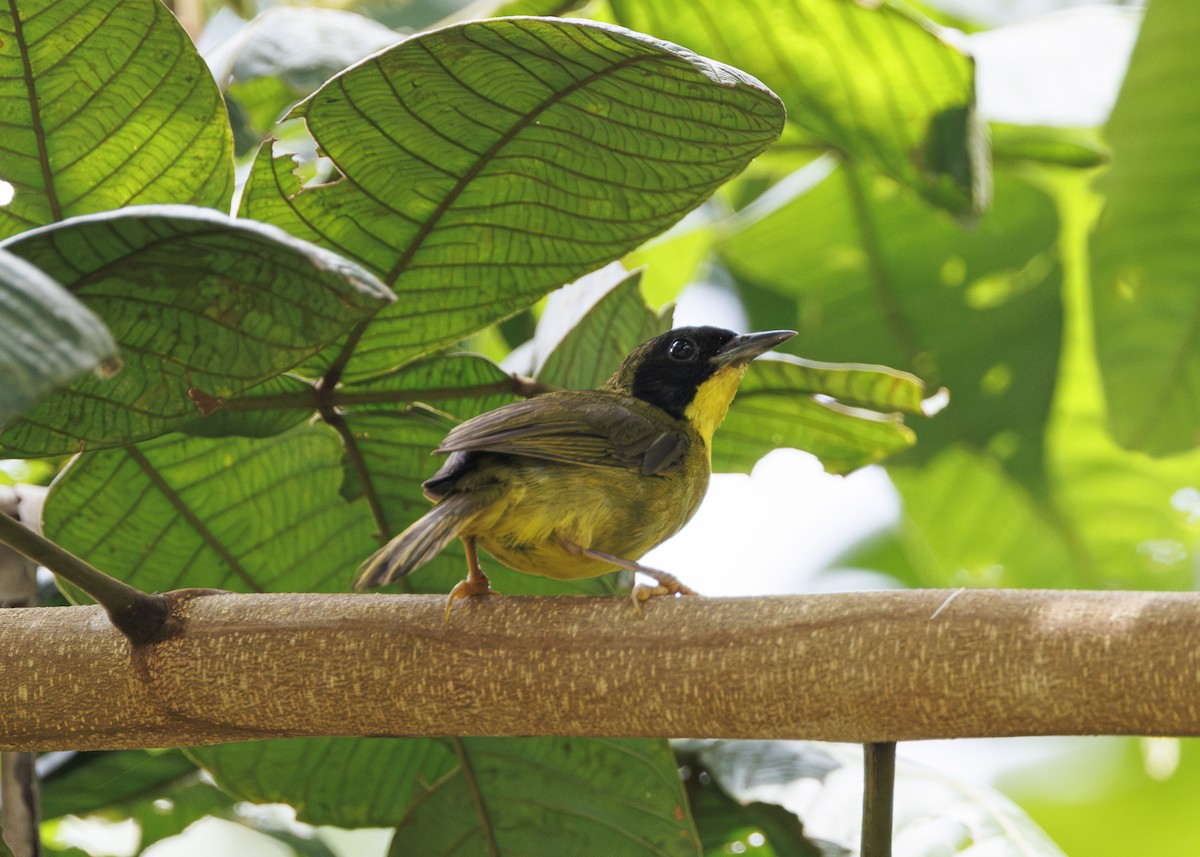 Olive-crowned Yellowthroat - ML641706156