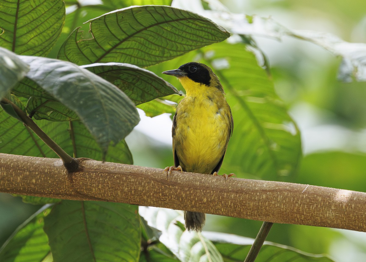 Olive-crowned Yellowthroat - ML641706157