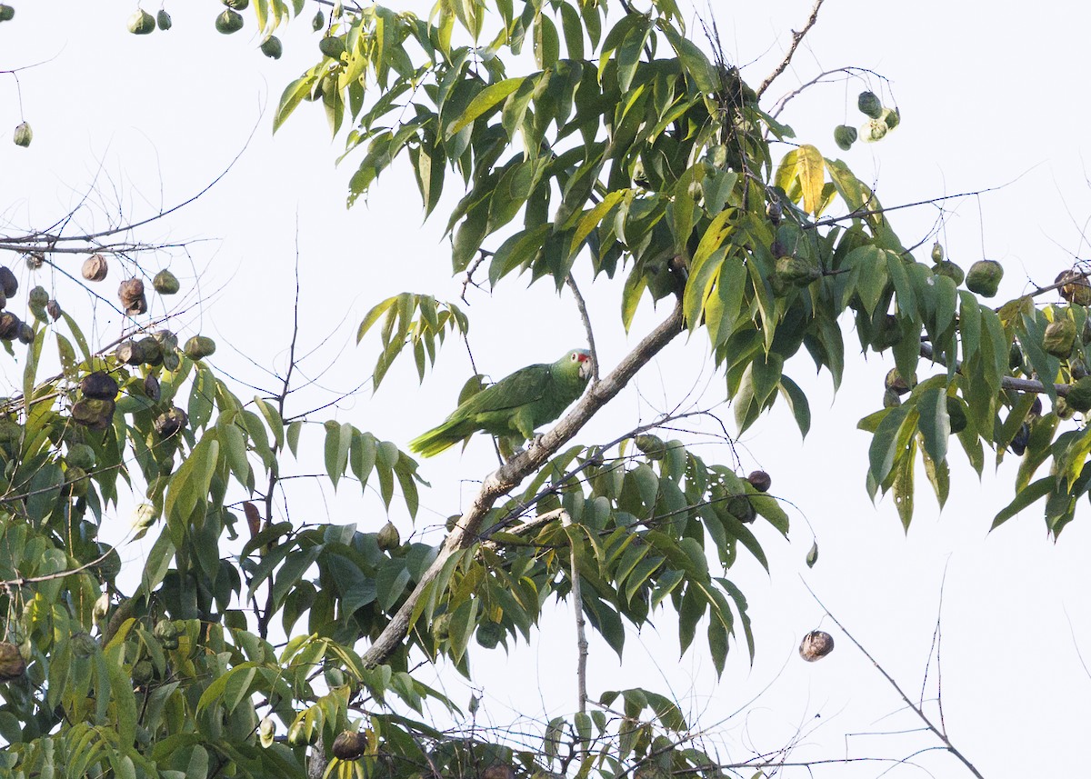 Red-lored Amazon (Red-lored) - ML641706189