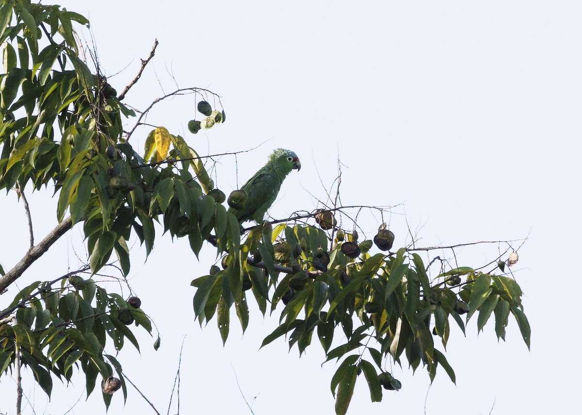 Red-lored Amazon (Red-lored) - ML641706190