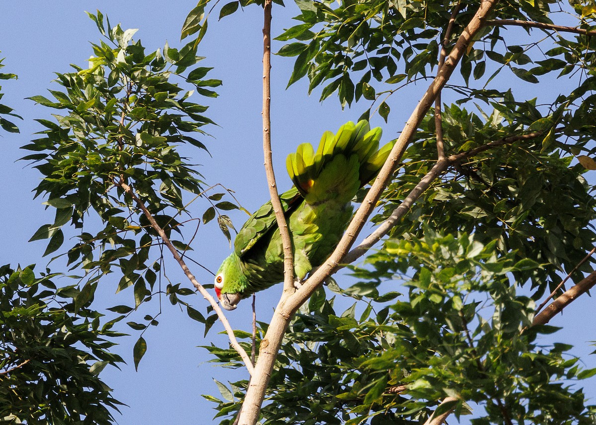 Red-lored Amazon (Red-lored) - ML641706192