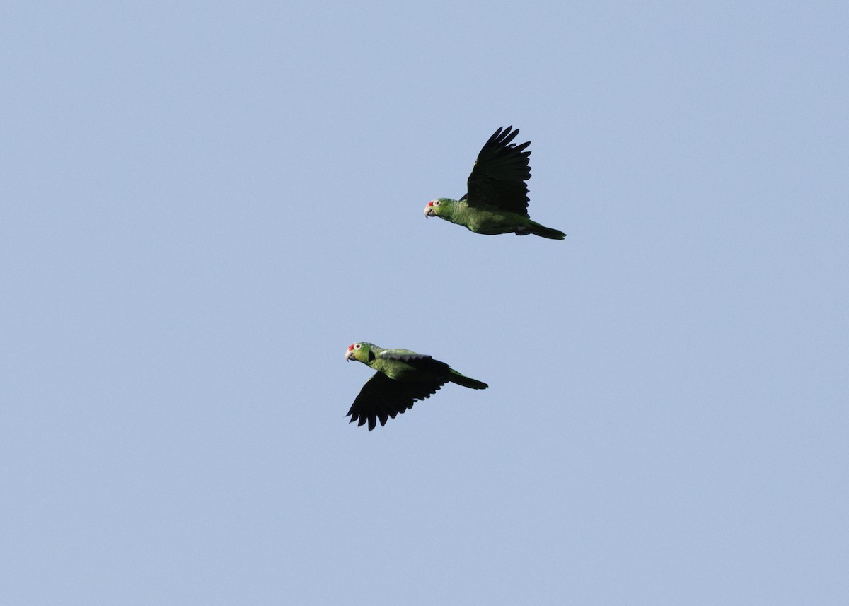 Red-lored Amazon (Red-lored) - ML641706193