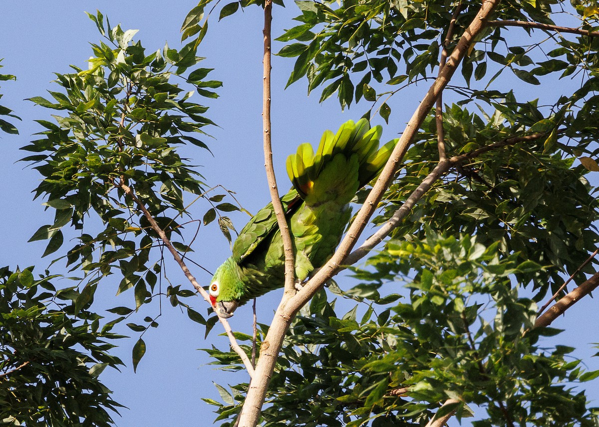 Red-lored Amazon (Red-lored) - ML641706194