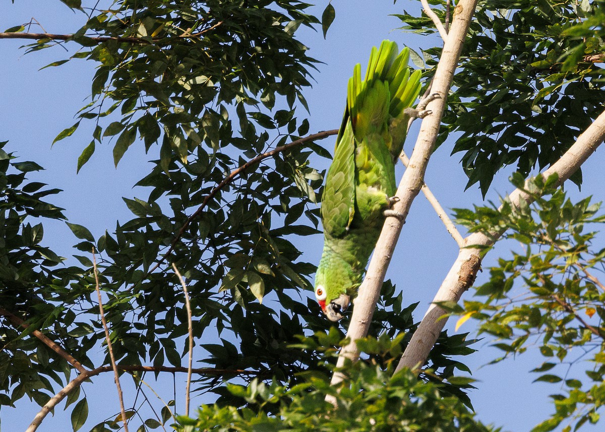 Red-lored Amazon (Red-lored) - ML641706195
