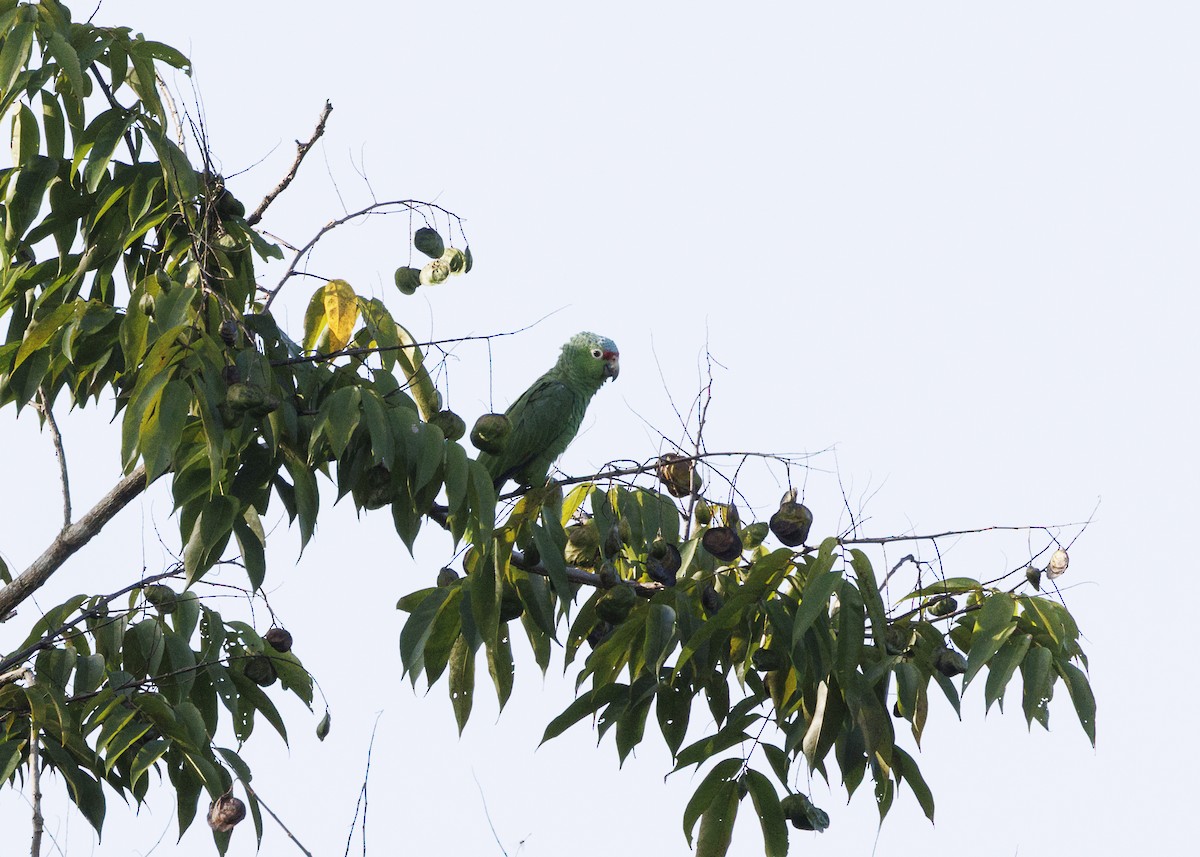 Red-lored Amazon (Red-lored) - ML641706196
