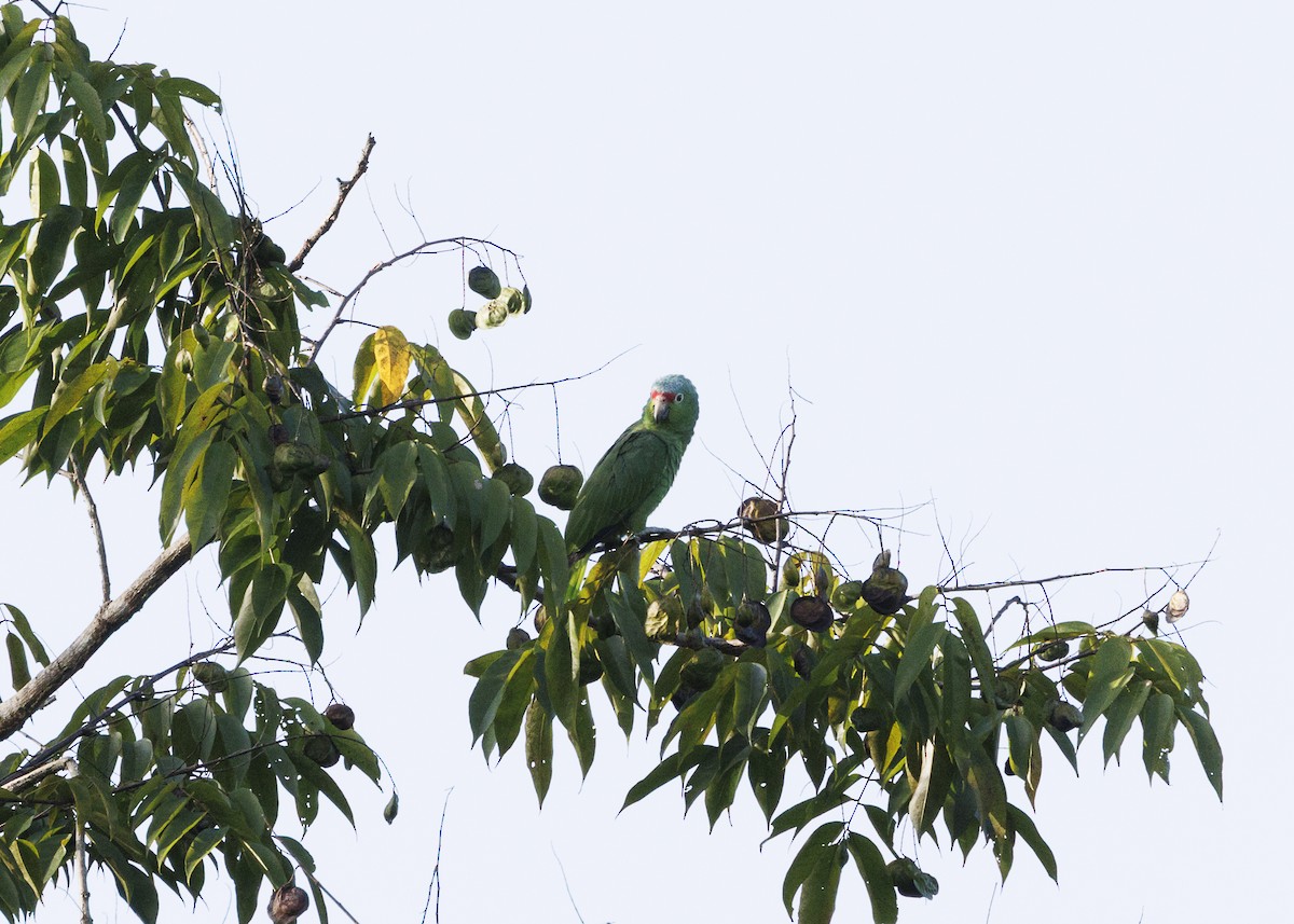 Red-lored Amazon (Red-lored) - ML641706197
