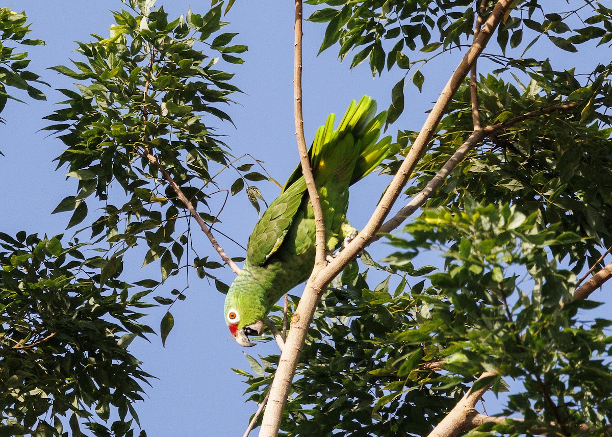 Red-lored Amazon (Red-lored) - ML641706199