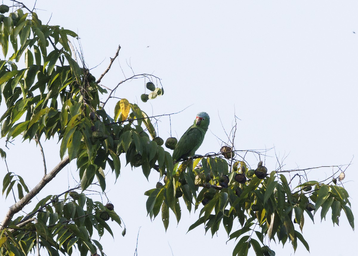 Red-lored Amazon (Red-lored) - ML641706200
