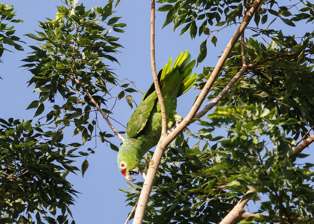 Red-lored Amazon (Red-lored) - ML641706201