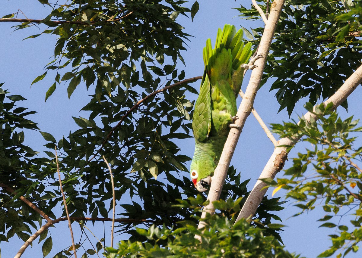 Red-lored Amazon (Red-lored) - ML641706202