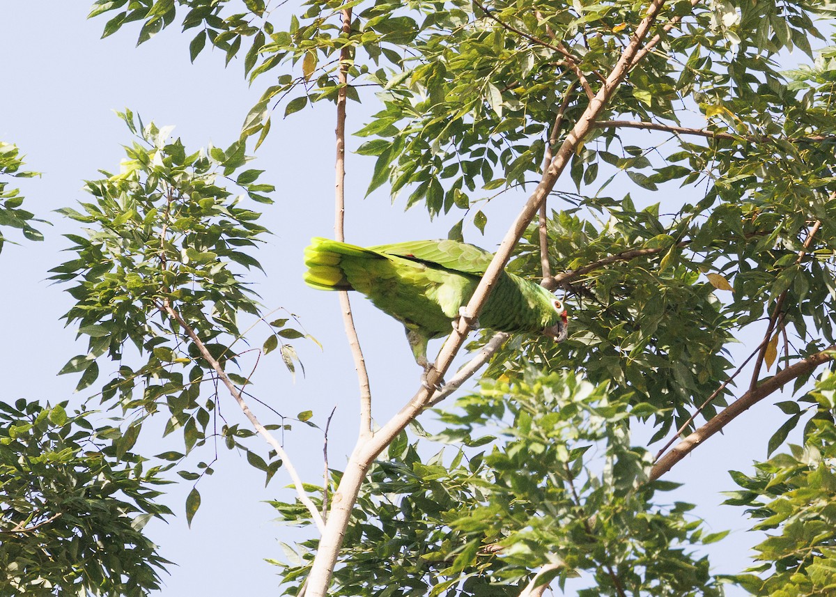 Red-lored Amazon (Red-lored) - ML641706203