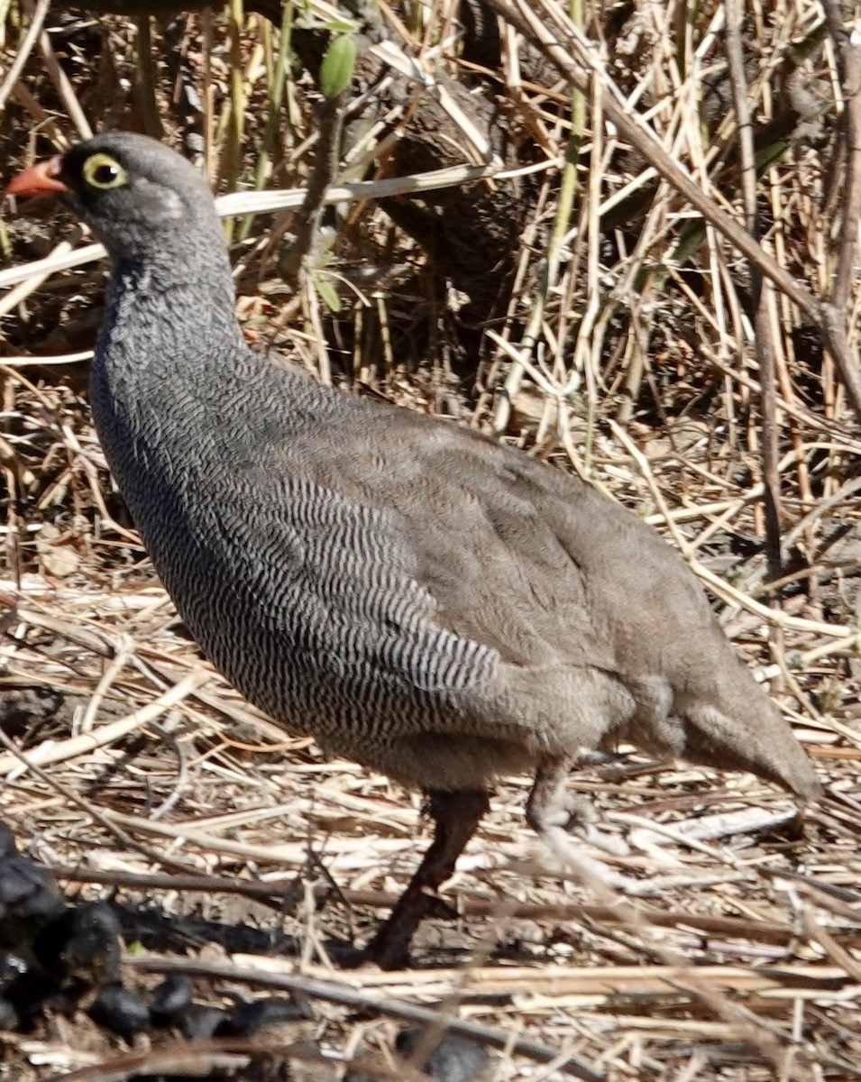 Red-billed Spurfowl - ML641706212