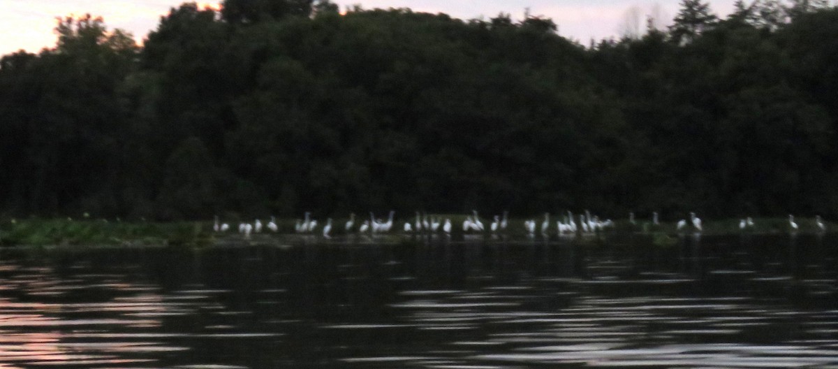 Great Egret - ML641706239
