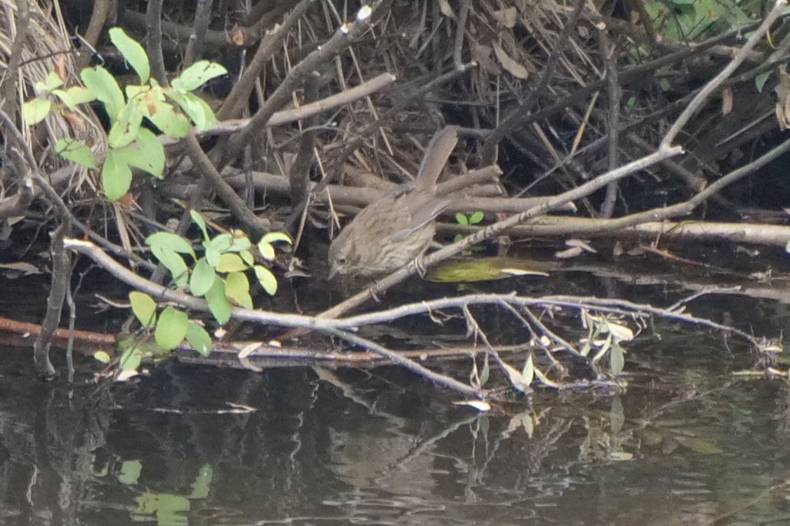 Song Sparrow - ML641706242