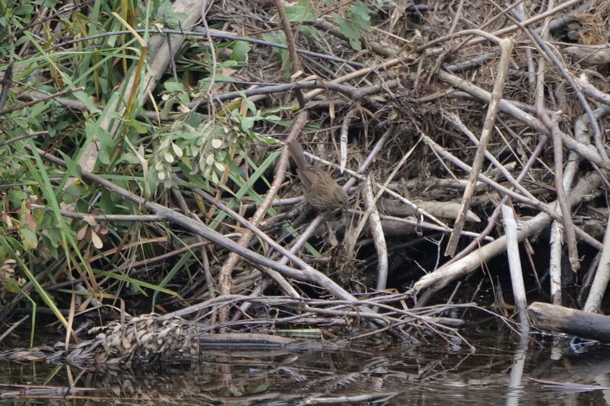 Song Sparrow - ML641706243