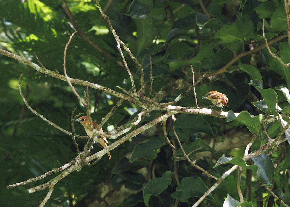 Cinnamon Becard - ML641706279
