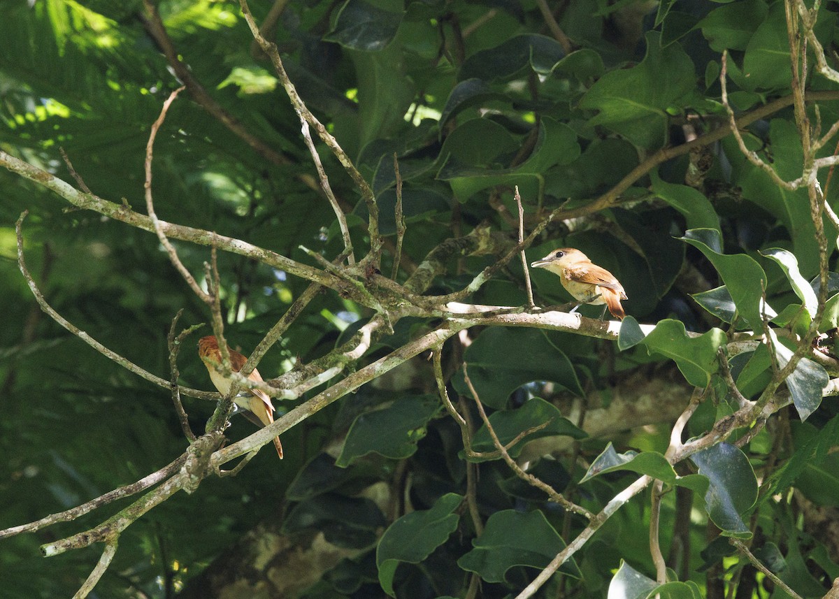 Cinnamon Becard - ML641706280