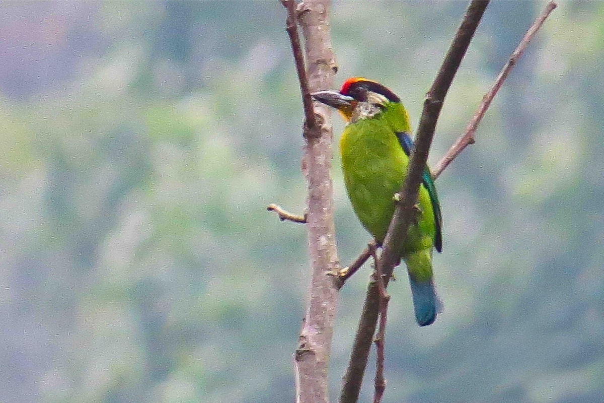 Golden-throated Barbet - ML641706281