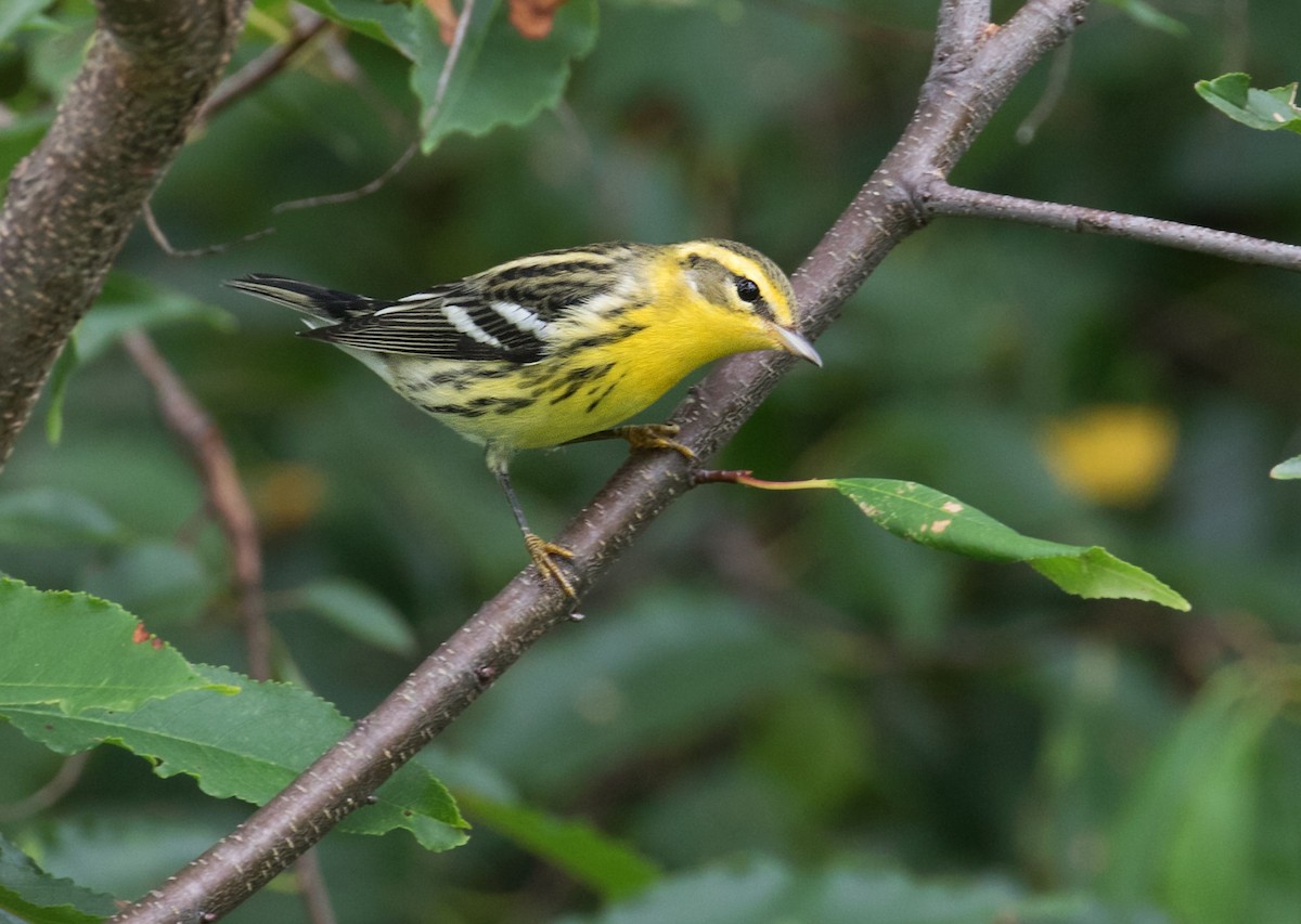 Blackburnian Warbler - ML641706299