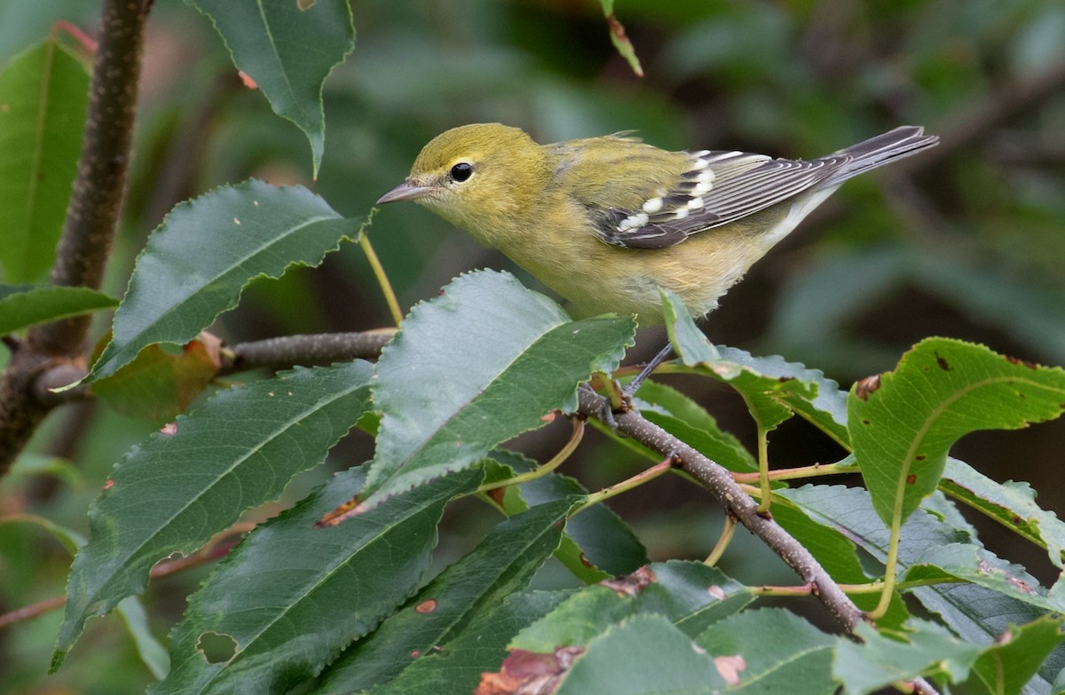 Bay-breasted Warbler - ML641706301