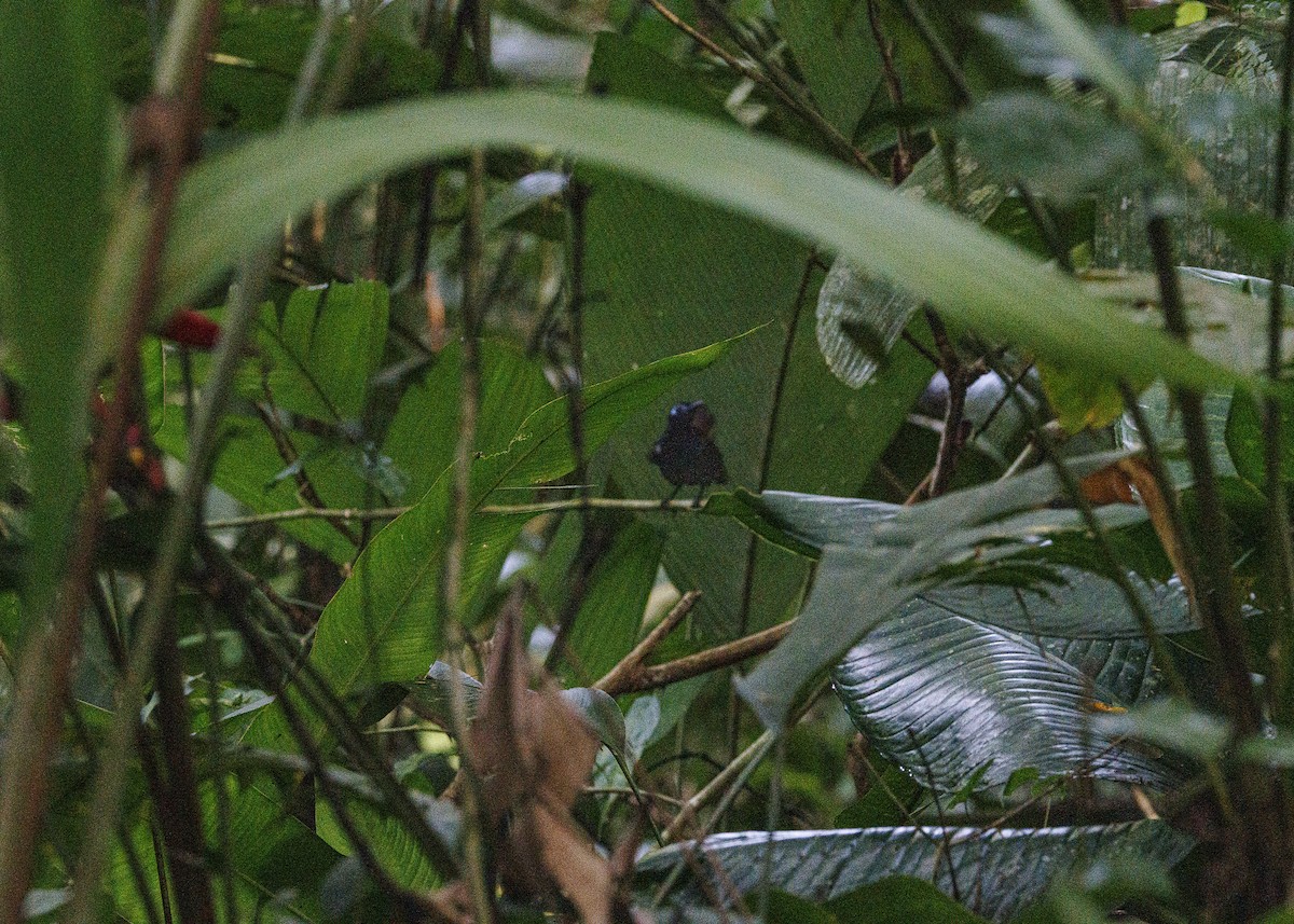 Braunrücken-Ameisenvogel - ML641706325