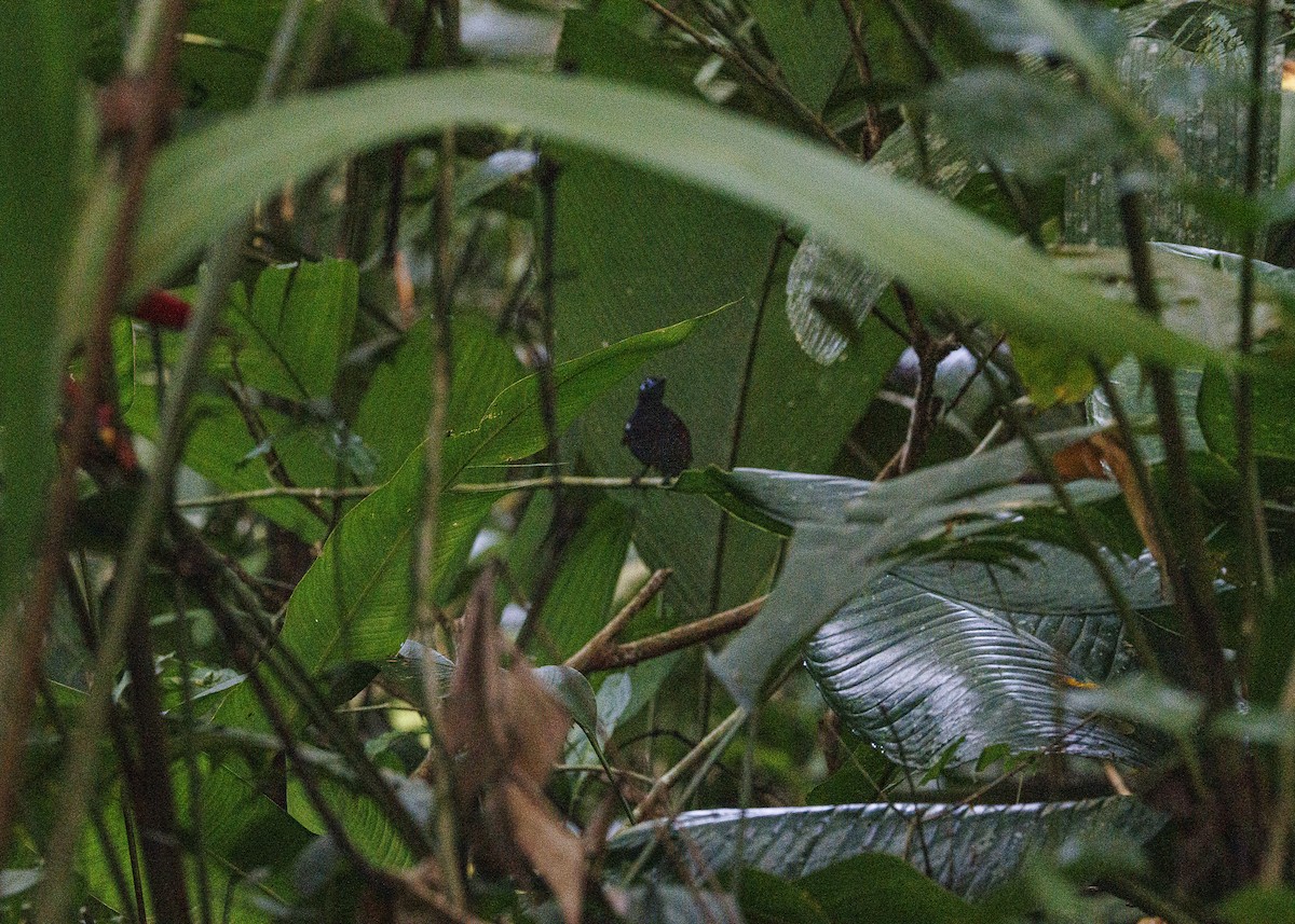 Braunrücken-Ameisenvogel - ML641706327