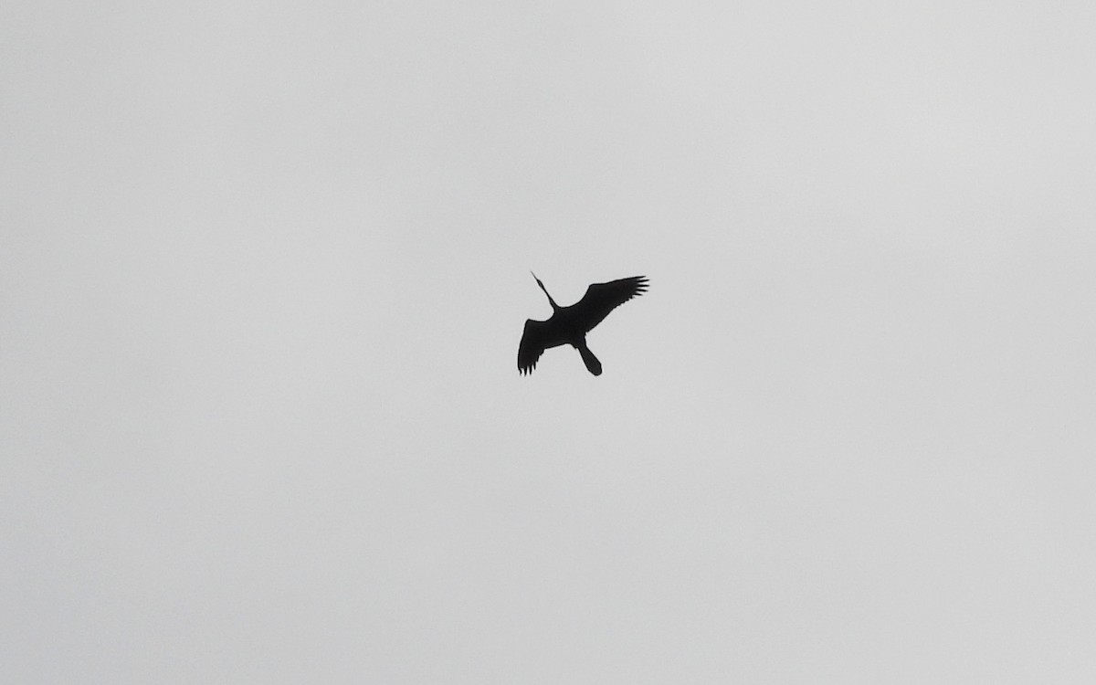 Oriental Darter - ML641706375