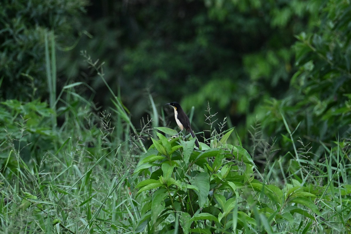 Black-capped Donacobius - ML641706413