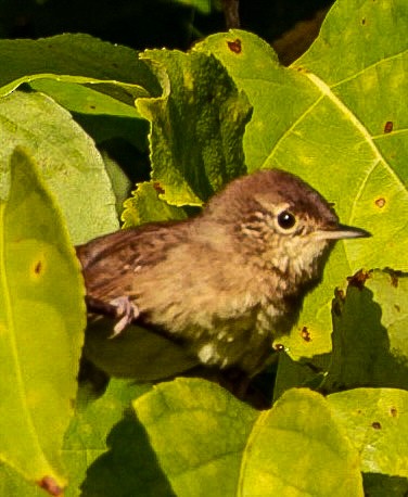 Northern House Wren - ML641706432