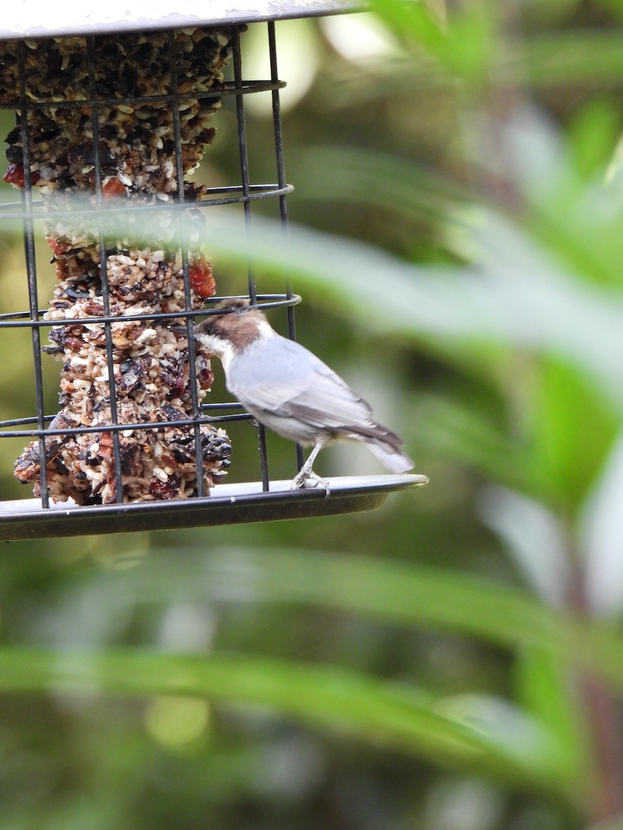 Brown-headed Nuthatch - ML641706449